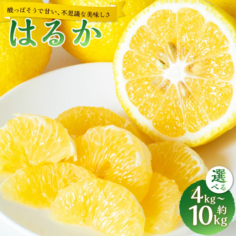 【ふるさと納税】はるか M～3L混合 ＜選べる内容量＞【酸っぱそうで甘い、不思議な美味しさ】 約4kg / 約5kg / 約10kg 柑橘 かんきつ フルーツ くだもの 果物 果実 デザート 国産 愛媛県産 送料無料 【2027年2月上旬～3月下旬発送予定】（1055）（1056）（1057）