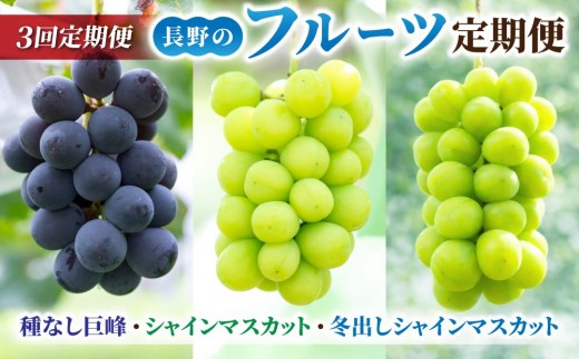 
                  【3回定期便】長野県産厳選ぶどう定期便（種なし巨峰 2kg、シャインマスカット2房 1.1kg以上、冬出しシャインマスカット2房）｜【JA信州うえだ】ブドウ 葡萄 大粒 果物 甘い フルーツ 生食 旬 季節 頒布会 長野 信州 東御
                