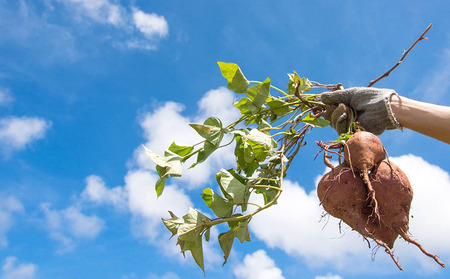 久米島産【沖夢紫】干し紅芋スティック6袋セット