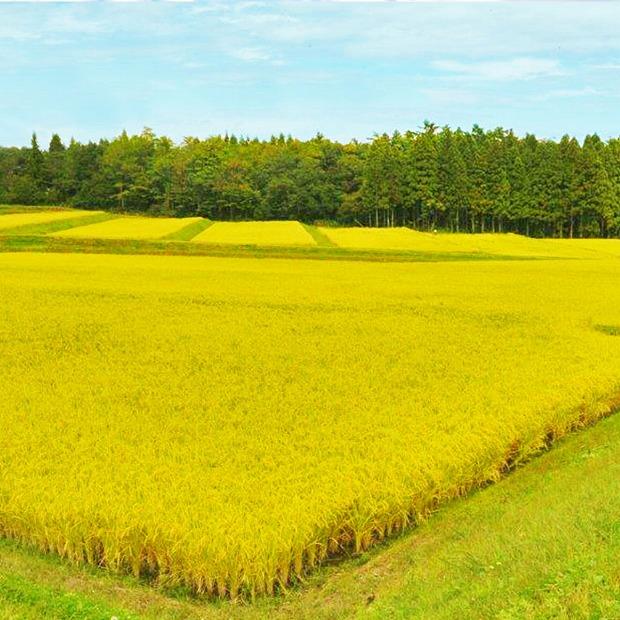 【定期便全6回】無洗米新潟県産コシヒカリ5kg