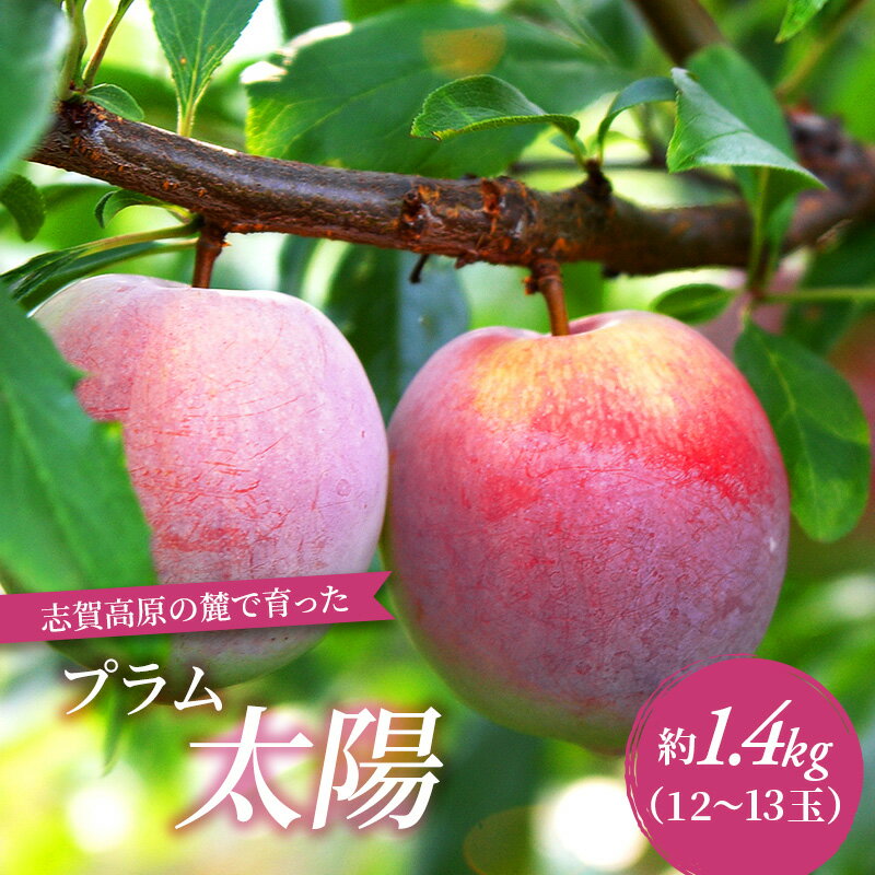 【ふるさと納税】志賀高原の麓で育った プラム 太陽 約1.4kg(12～13玉) 2024年8月20日～26日頃出荷予定※お届け日時指定不可【 すもも フルーツ 果物 長野 】 　お届け：2025年8月20日～8月26日頃発送予定 ※収穫時期や出荷時期が限られているため日時指定不可