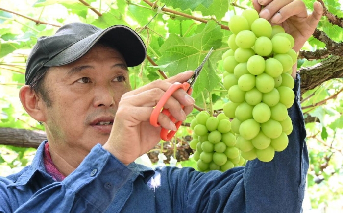 シャインマスカット しゃいんますかっと マスカット muscat フルーツ くだもの 果物 完熟 高糖度 ギフト 贈り物
