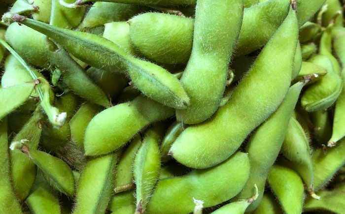 【2回定期便】 バランス農法 枝豆 計4kg (ユキホマレ/大粒ユキホマレ) | えだまめ ユキホマレ 食べ比べ 産地直送 北海道 | あぐりこ園 [BOAA004]