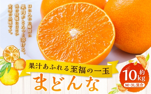 【 果汁あふれる至福の一玉 】 まどんな （ 紅まどんなと同品種 ） 約10kg みかん ミカン 柑橘 柑橘系 柑橘類 くだもの 果物 フルーツ 果実 果汁 果肉 国産 愛媛県産 薄皮 【 2026年11月下旬-2027年1月下旬発送予定 】 ( 1113 )