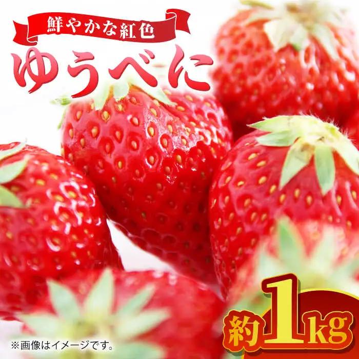 【先行予約】ゆうべに 約1kg 果物いちご苺ZBG063