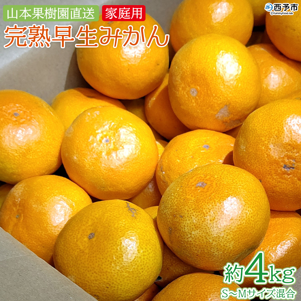 ＜完熟早生みかん 約4kg（家庭用・S～Mサイズ混合）直送＞ 果物 オレンジ 柑橘 特産品 山本果樹園 西宇和 愛媛県 西予市 【常温】『2026年11月中旬～12月中旬までに順次出荷予定』