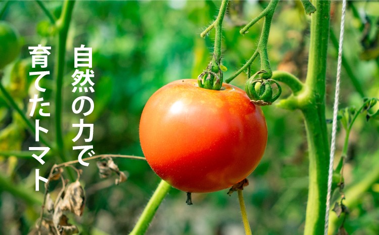 【自然の力で育てたトマト】栽培期間中、農薬・化学肥料を使わず有機肥料で栽培したトマト。生食でも流通できるものを完熟させています。