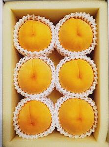 フルーツ 2025年先行予約 岡山県産 桃 食べ比べ 定期便 2回コース（白桃・黄金桃）