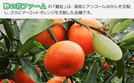 【先行予約・数量限定】野の花ファーム  秀品 麗紅 3kg みかん ミカン オレンジ 柑橘類 大分県産 九州産 津久見市 国産