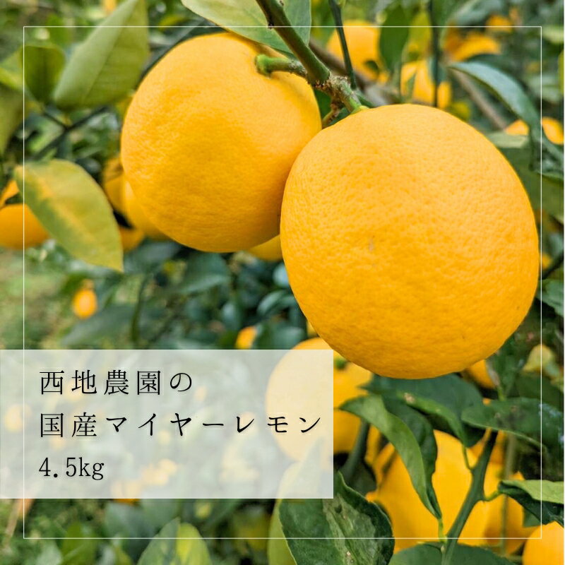 【ふるさと納税】 先行予約 西地農園の 国産 マイヤーレモン 4.5kg【2025年12月末～2026年1月上旬に順次発送】 / レモン マイヤーレモン 檸檬 果物 くだもの フルーツ 産地直送 国産 数量限定 ご家庭用 家庭用
