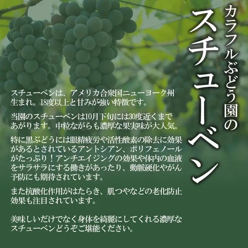 【令和8年産先行予約】鶴岡市産 スチューベン 約2kg（6房～7房） 中粒ぶどう　カラフルぶどう園