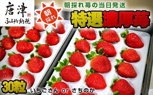 
特選濃厚苺30粒 品種：いちごさん or さちのか 佐賀県唐津産 (贈答用・ギフト用・熨斗対応可・化粧箱) 濃厚いちご イチゴ フルーツ ビタミン 甘い 果物 苺
