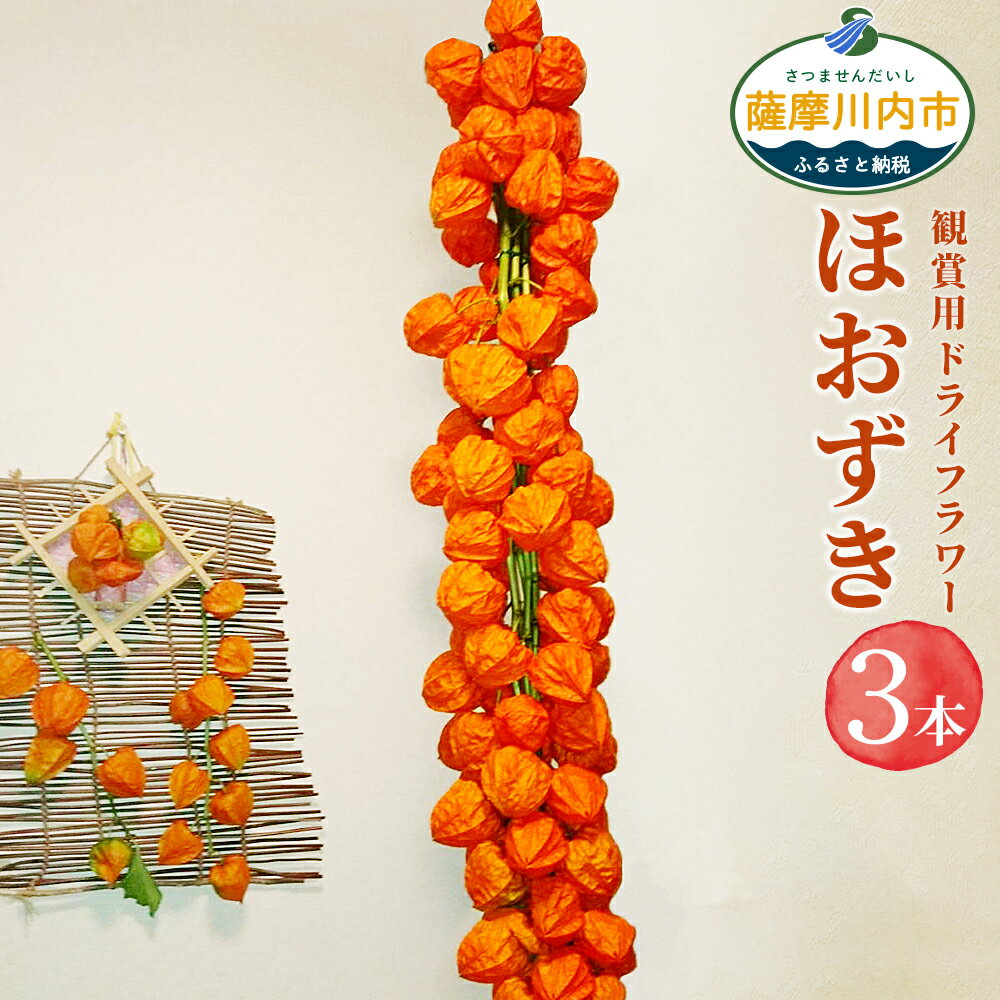 【ふるさと納税】ほおずき ドライフラワー 観賞用 100cm 3本 インテリア ホオズキ 鬼灯 魔除け 夏 風物詩 オレンジ色の実 鹿児島県 薩摩川内市 送料無料