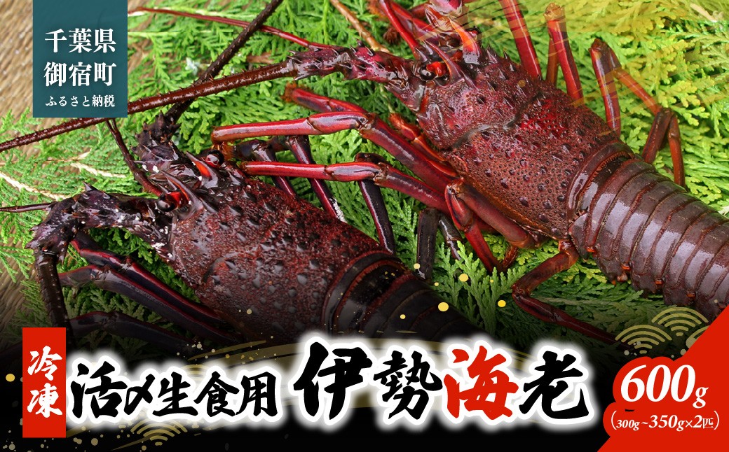 
                  C133 活〆生食用伊勢海老（冷凍）６００ｇ（３００～３５０ｇ）×２匹　ONJB017
                