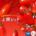 【ふるさと納税】＜ 先行予約 ＞ ミニトマト 上勝レッド 栽培期間中農薬不使用 1kg NARUMIFARM《2025年8月上旬～11月中旬出荷(土日祝除く)》｜ 野菜 トマト とまと ミニトマト プチトマト 栽培期間中農薬不使用 上勝町 NARUMIFARM 徳島県 冷蔵便 クール便 新鮮 有機 送料無料