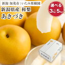 【ふるさと納税】【2025年先行予約】【厳選】新潟県産 和梨 あきづき 選べる内容量 「3kg」or「5kg」《9月上旬以降発送》果物 フルーツ 加茂市 いたみ果樹園