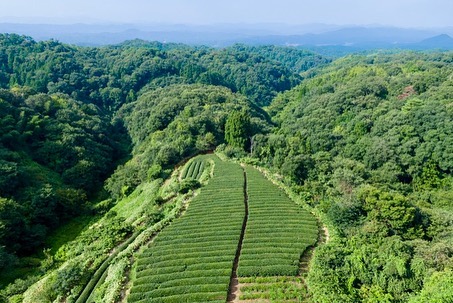 食べるお茶アイス12個【極み】セット　粉末茶付き