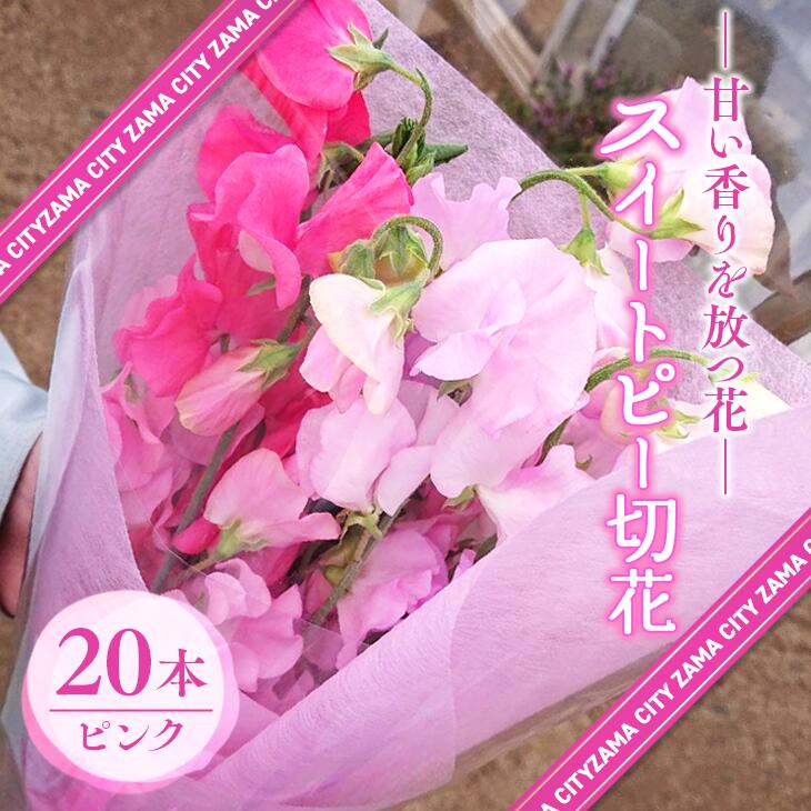 【ふるさと納税】【座間産】スイートピー切花20本セット ピンク｜ガーデニング 花 フラワー 季節の花苗 切花 ※2026年1月上旬～3月下旬頃に順次発送予定
