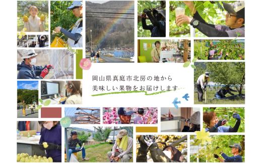 【2026年先行予約】シャインマスカット 特大２房入/計1.3kg~ (岡山県産) 【KF-B014-03】