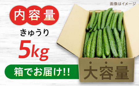 鮮度バツグン！広島県江田島市産きゅうり 5kg×1箱（A級品Lサイズ） 胡瓜 キュウリ 野菜 やさい 国産 江田島市/ひろしま農業協同組合江田島アグリセンター[XCA001]