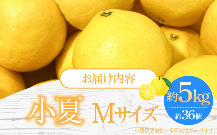 【先行予約】土佐小夏 Mサイズ 約5kg 36個前後〈2026年4月中旬～2026年7月中旬頃発送〉/ 日向夏 みかん ニューサマーオレンジ 柑橘 フルーツ こなつ 小夏 果物 特産 5キロ 高知県 