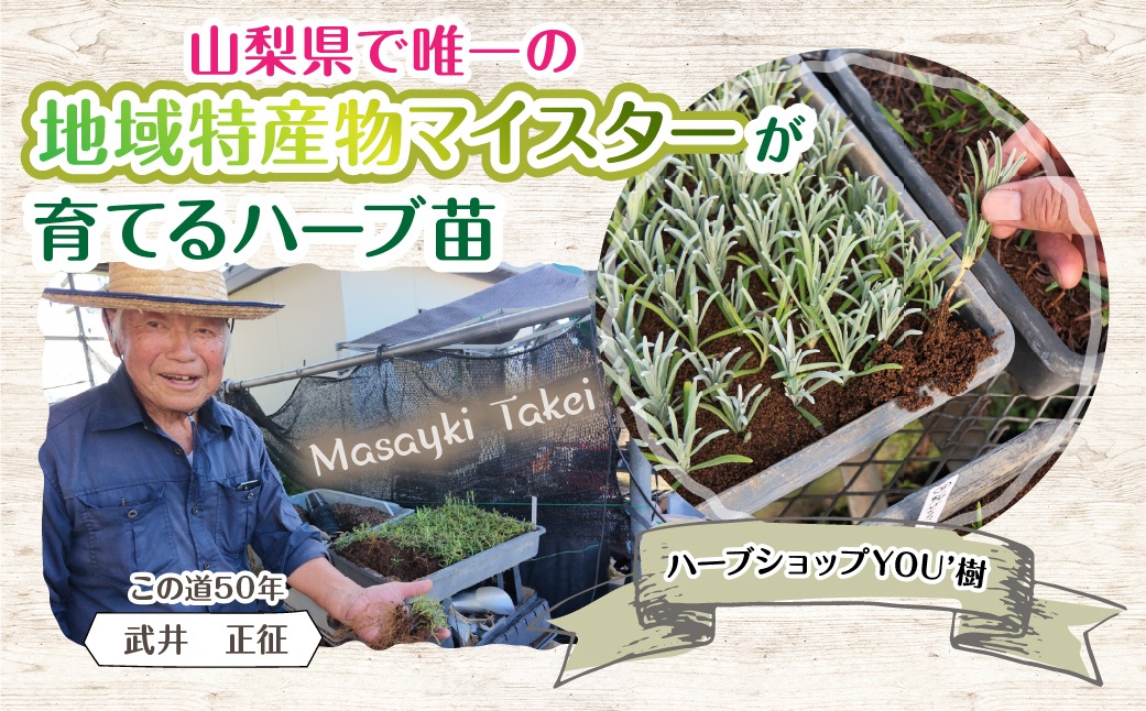 【ハーブショップYOU'樹】【おまかせセット】『ハーブとの出会いから約50年。山梨県唯一の「地域特産物マイスター」が育てるハーブ苗』オリーブの苗セット 4号鉢 2本 SWBE001