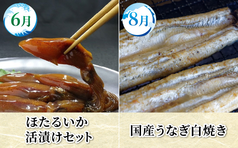 【数量限定】富山湾の恵がつまった カネツル旬の定期便（ホタルイカ、紅ズワイガニ、えび、ぶり、国産うなぎ）