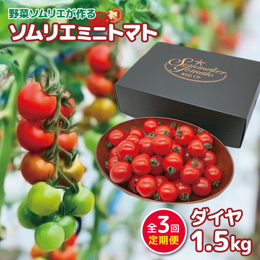 【ふるさと納税】【 定期便 】ソムリエミニトマト「 ダイヤ 」 1.5kg × 3カ月 | 野菜 ヤサイ やさい トマト とまと ミニトマト 農家直送 熊本 熊本県 玉名市