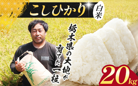 【先行予約】栃木県 下野市 コシヒカリ 20kg 米