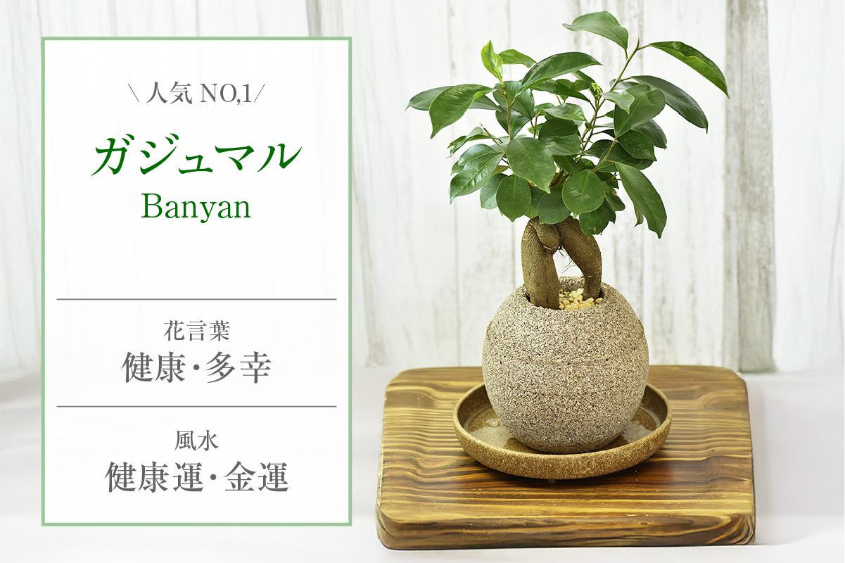 アクアプラントポット®　玉Ｓ 植木鉢ガジュマル（2126）