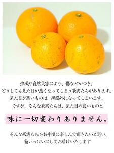 清見オレンジ 5kg（大小混合）《ご家庭用》ちょっと訳あり【北海道・沖縄県・一部離島 配送不可】