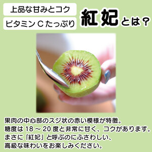 訳あり キウイフルーツ 紅妃 2.6kg 先行予約 2026年10月上旬～ キウイ