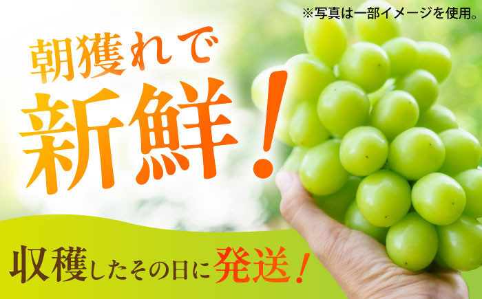 くだもの シャインマスカット ますかっと ぶどう 果物 くだもの 種なし 皮ごと