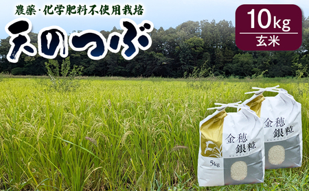 【先行予約】天のつぶ 玄米 10kg  令和7年産 | 南相馬市 新米 ごはん みさき未来