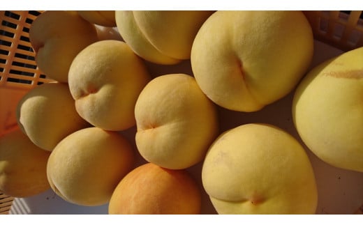 ＜2026年発送先行予約＞ 南アルプス市特産　黄金桃(約３ｋｇ)　ALPCM003 / もも　モモ　黄金桃　山梨県　南アルプス市