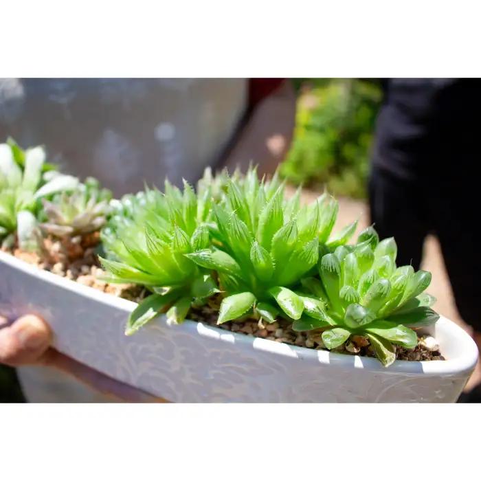 ハオルチアの寄せ植え【多肉植物 植物 グリーン よせうえ 観葉植物 手植え 癒し インテリア ナチュラル かわいい 自然 プレゼント ギフト 贈り物】