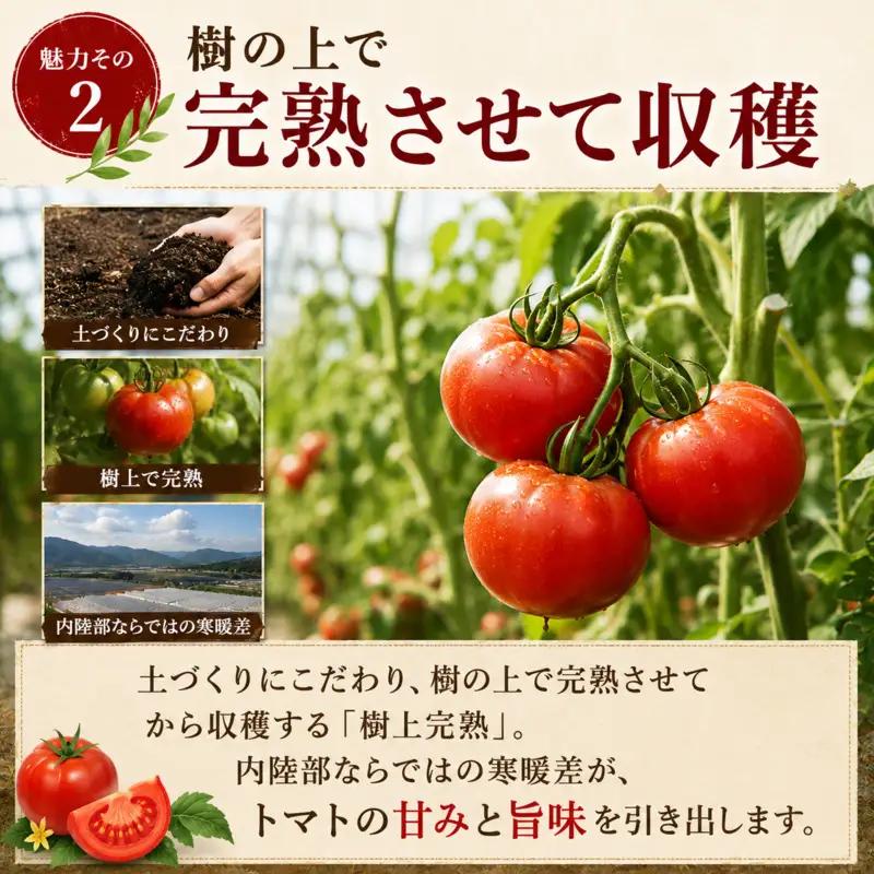 レトルトカレー トマト＆牛すじ 中辛 レトルトカレー【5箱】