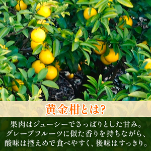 【先行予約】黄金柑 3kg 訳あり 黄金柑