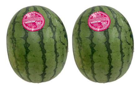 熊本産 小玉すいか ピノガール 2玉入り 1玉あたり1.5kg以上【2026年5月上旬～6月下旬迄順次発送予定】