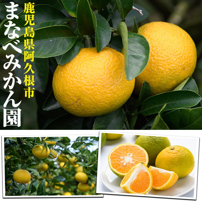 ＜先行予約受付中！2027年2月上旬以降順次発送予定＞訳あり！まなべみかん園の黄金柑(約2.5kg) 国産 鹿児島県産 阿久根市産 柑橘類 果物 フルーツ みかん ミカン 蜜柑 期間限定 数量限定 デ