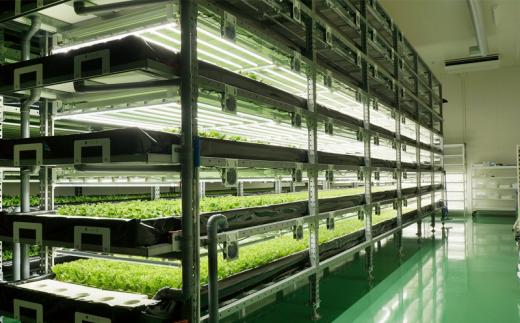 定期便 6回 野菜 詰め合わせ セット レタス 計14個 サラダ グリーンリーフレタス 6個 フリルレタス 8個 水耕栽培 幸せレタス