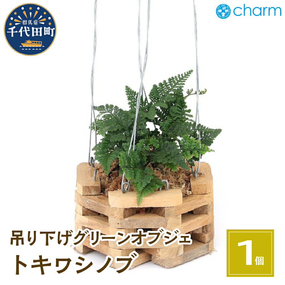 【ふるさと納税】観葉植物 トキワシノブ チーク材バスケット植え 八角形 小サイズ（1鉢） インテリア ナチュラル 自然 プレゼント ギフト 贈答用 送料無料 趣味 風水 緑 かわいい 人気 オススメ 初心者 玄関 吊り下げ 北海道冬季発送不可 株式会社チャーム