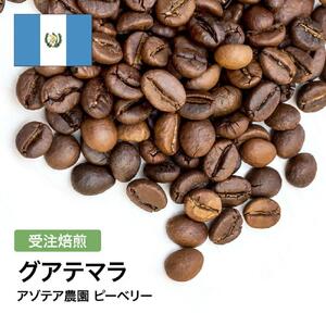 コーヒー豆 #285 グアテマラ アゾテア農園 ピーベリー 受注焙煎！310g 珈琲豆  自家焙煎