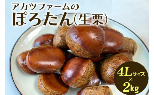 アカツファーム の ぽろたん（ 生栗 ） 超特大 4Lサイズ 2kg 栗 笠間 くり クリ 特大 大きい 大粒 国産 国産栗 和栗 甘栗 栗ご飯 栗きんとん 栗おこわ 甘露煮 マロン 秋 旬 おやつ スイーツ きんとん 保存料不使用 無添加 ギフト 茨城県 笠間市