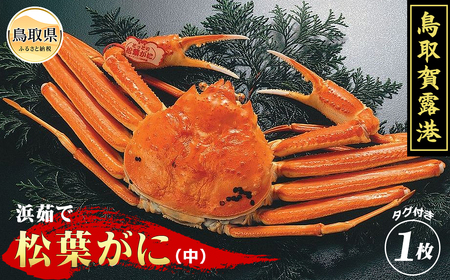 鳥取賀露港　浜茹で松葉がに（中）【期間限定】_T2600083