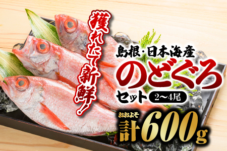 のどぐろ 2～4尾 計約600g 鮮魚セットD YM-4 のどぐろ ノドグロ 島根のどぐろ 日本海産のどぐろ