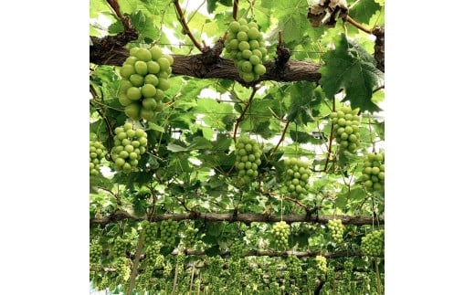 【ふるさと納税】 期間限定 シャインマスカット 期間限定 3房(約2.2kg) ぶどう マスカット 旬 糖度 皮ごと 種なし 送料無料 ギフト 贈答用 国産 食品 フルーツ お取り寄せ お取り寄せグル