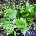 【ふるさと納税】【 2025年 令和7年産 先行予約】天然 葉わさび 700g 山菜　わかば屋