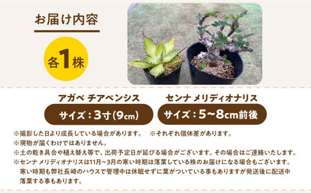 センナ メリディオナリス ＆ アガベ チアペンシス　各１株 長与町/アグリューム[EAI307]