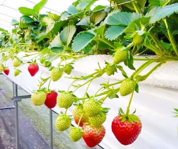 【1027】鳥取県新ブランド苺「とっておき」大粒詰め合わせ(苺工房たけうち)